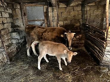 balalı inek: Dişi, il: 5, Damazlıq — 1