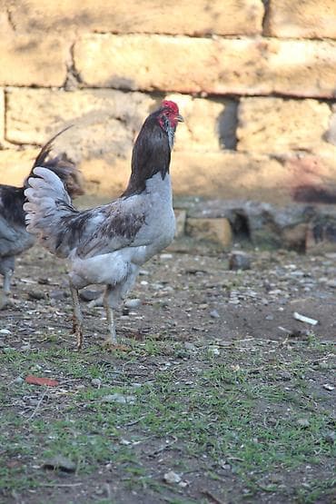 katibə quşu: Ameraukana xoruzu satılır. Təmiz cinsdir. Vaksin vurulub. Vitaminləri — 2