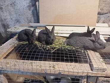 malta: Məhsul: Dovşanlar (ana və balaları) Təsvir: - Şəkillərdə böyük ağ — 9