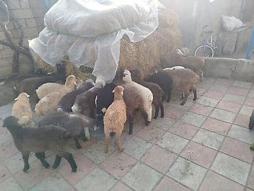 Proton: Qoyun quzuları – müxtəlif rəngli yerli cinslər - Şəkillərdə müxtəlif — 3