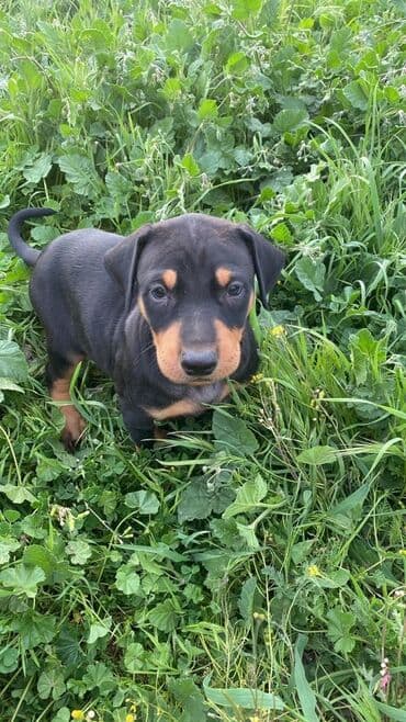 İtlər: Doberman, 2 ay, Erkek, Peyvəndli, Ünvandan götürmə, Ödənişli çatdırılma, Rayonlara çatdırılma — 3