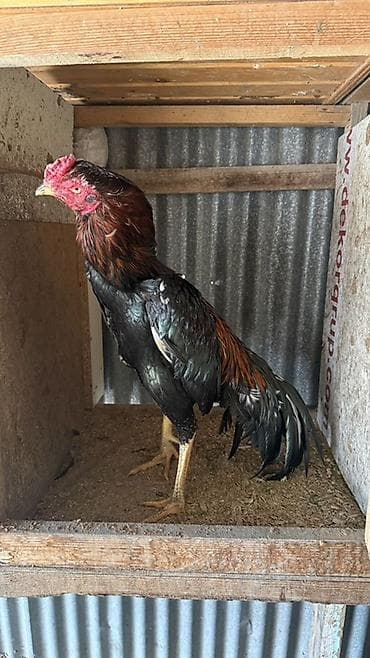 Gəmiricilər: Temiz Yapon xoruz 2 yaş yarımlıqdı döyüşü var isdeyen yazsın — 2