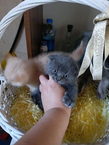 1 azn pişik: Britan, Yaxşı əllərə — 2