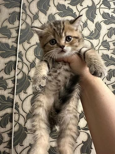 Akvariumlar: Tabbi — 2