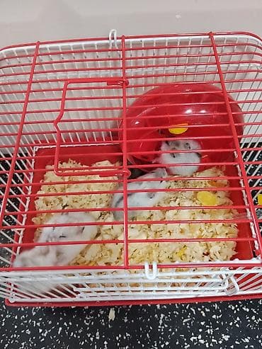 Heyvanlar üçün mallar: Cırtdan hamsterlər – qəfəs və aksesuarları ilə Məhsul təsviri: - — 2