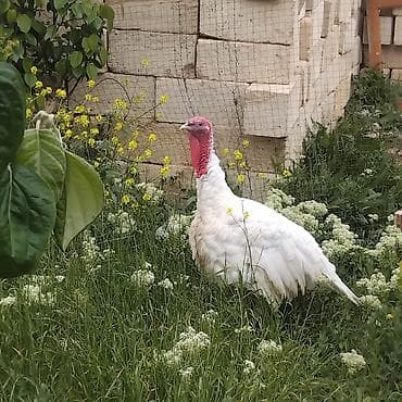 Erkək, Kanada, Damazlıq, Ödənişli çatdırılma