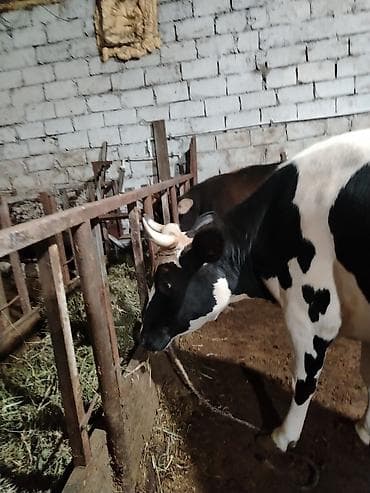 pişik dişi: Salam aleykum kəsimə yarıyır 250 260 kq eti olar — 2