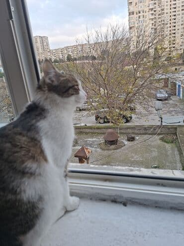 pişik adları qız: Dişi, Yaxşı əllərə — 3