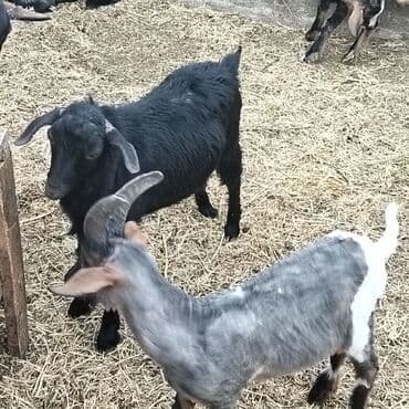 yerli cins inekler: Əmlik cepisler kəsmək üçün say və seçim çoxdur buyurun. alpin çəpiş 3 — 4