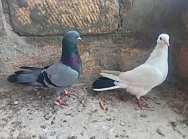 Gorduyunuz heyvanlar satılır hazır cute dusubler qaraquyrug 2 gundu