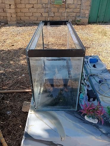 akvarium satilir: Akvaryum və tam aksesuar dəsti Ölçülər (şüşə akvaryumun üzərində qeyd — 6