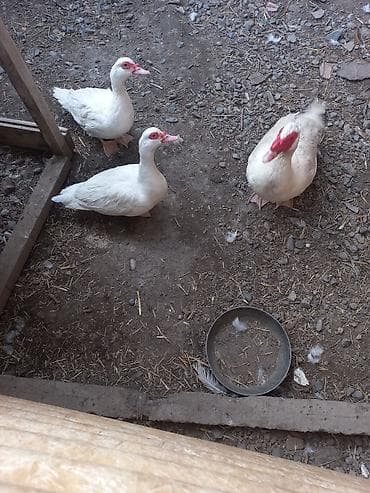 3 edet temiz ag lal ördek 2 fere 1 xoruz cavandılar ünvan Gəncə 055 — 1