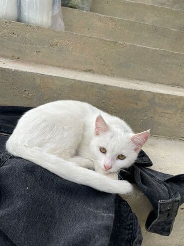 купить тайского котенка: Türk anqora — 15