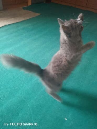 золотая шиншилла купить: Boz tüklü, uzun quyruqlu ev pişiyi - Rəng: Tünd-boz (bütöv monoxrom — 3