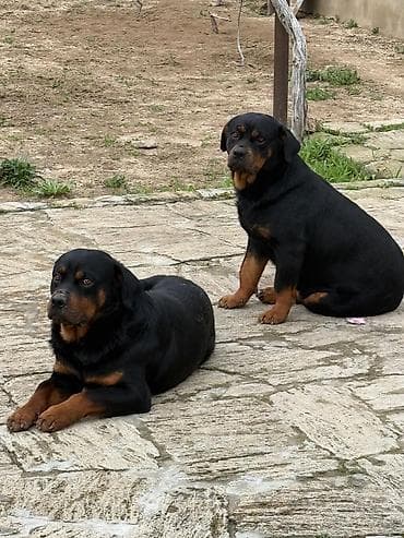 doberman balasi: Rotveyler, 2 il, Erkek, Peyvəndli, Ünvandan götürmə — 2