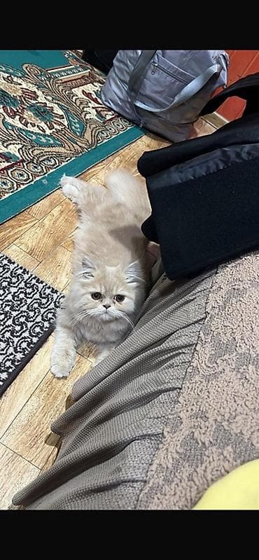 Pers pişiyi 8 aylıq erkekdir