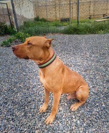 Pitbul, 1 ay, Erkek, Peyvəndli, Ünvandan götürmə lalafo.az -da Pitbul, 1 ay, Erkek, Peyvəndli, Ünvandan götürmə