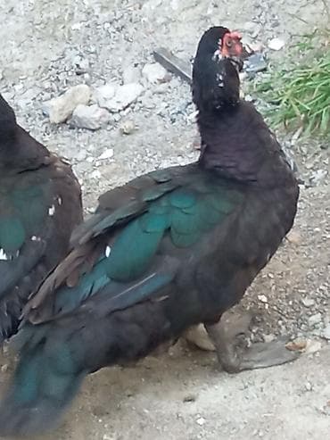 lal ördək: Musk ördəkləri (qara-yaşıl parıltılı lələklər, qırmızı üz — 6