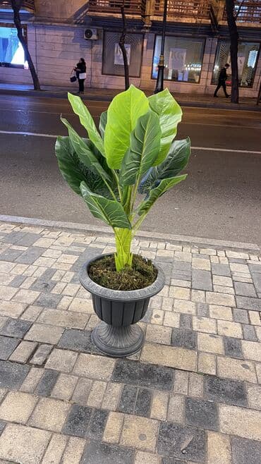 bitki toxumlari: Depodan bir basa satis 70azn baslayan dekarativ suni agaclar topdan — 3