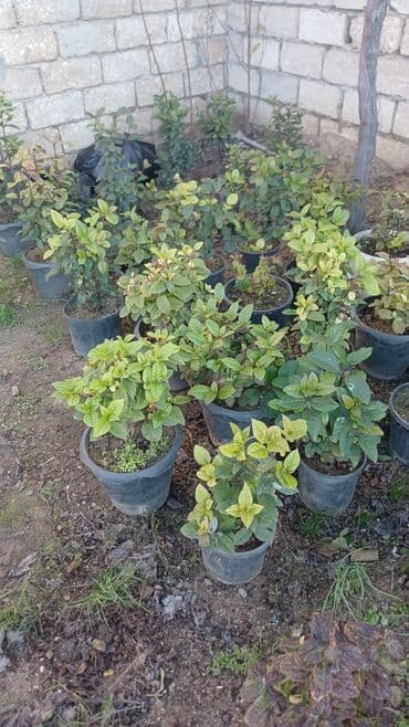 kalla bitkisi haqqinda melumat: Kalina gülləri — 1