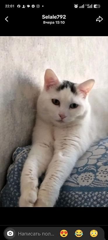 Türk anqora, Yaxşı əllərə