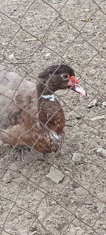 Erkək, | Macar, Damazlıq, Ödənişli çatdırılma