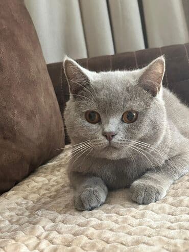 Britan, Erkək, Yaxşı əllərə, Ödənişli çatdırılma lalafo.az -da Britan, Erkək, Yaxşı əllərə, Ödənişli çatdırılma