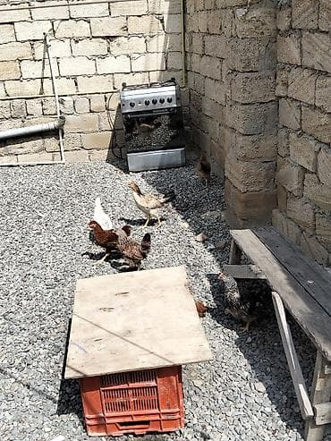 sevgi quşu: Çolpalar sağlam dır 20 dənədir — 4