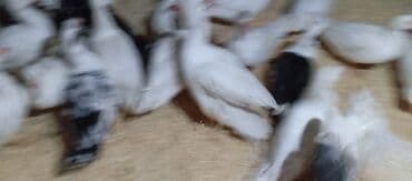 tovuz quşu satışı: Təcili satılır.Real alıcılar əlaqə saxlaya bilər — 4