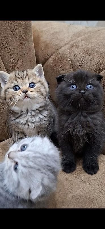 Pişiklər: Şotland yastı qulaq — 6