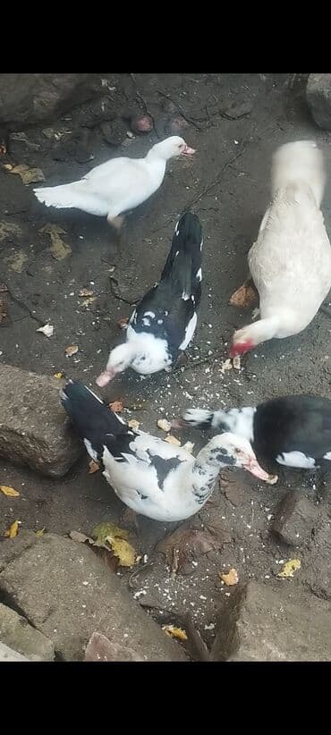 Коровы, быки: Самка, | Lal ordek, Для разведения, Платная доставка — 1