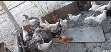 cins ineklerin qiymeti: Salam, kend colpalari satilir, suali olna yalniz vatsapa yazsin — 3