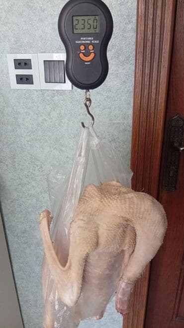 большая клетка для попугая: Cins qazlar – iribuynuz ağ rəngli - Növ: cins ilki qazlar - Yaş: 8 — 2