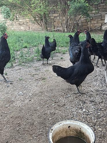 quş bazarı: Salam Aleykum ! Şəkildə gördüyünüz 10 ədəd 5 aylıq təmiz qan — 7