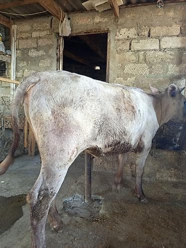 ucuz danalar: 3 baş dişi duyə satılır ünvan Zığ kəndi real alıcıya endirim olacaq — 6