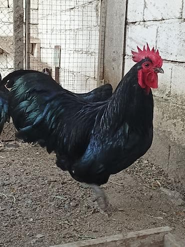 cins pisik: Məhsul: Qara toyuq-quş cinsi xoruz Təsvir: - Şəkillərdə qara — 1