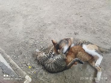 Pişiklər: Tabbi, Yaxşı əllərə, Pulsuz çatdırılma — 4