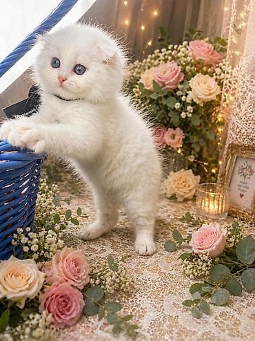 Şotland yastı qulaq