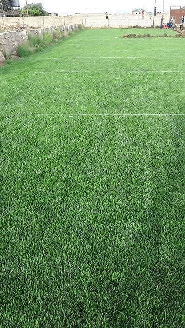 tülpan soğanı satışı: Qazon satılır sıx ve alaqsiz qazonlar olur eni yarpaq danimarka toxumu — 8