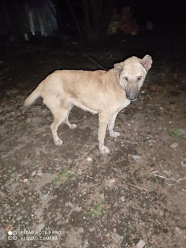 iran coban iti: Qurdbasar, 2 il, Dişi — 3