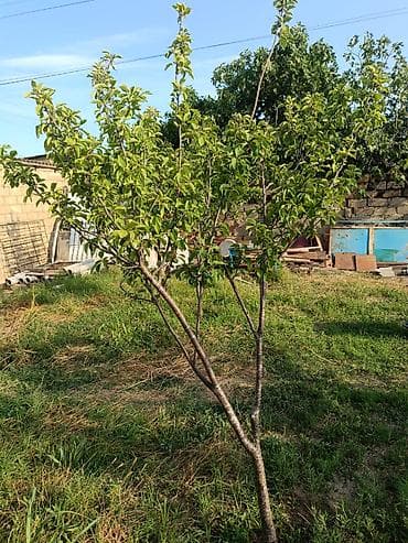 gencede ev: Sabunçu r-nu, Maştağa qəsəbəsində, 186N marşrutun yolundan 50–60 m — 3