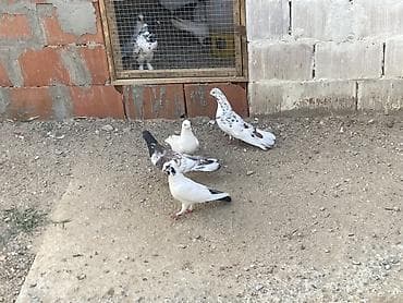 heyvanlar quşlar: Tutulma heyvanlar ünvan Fatmayi — 3