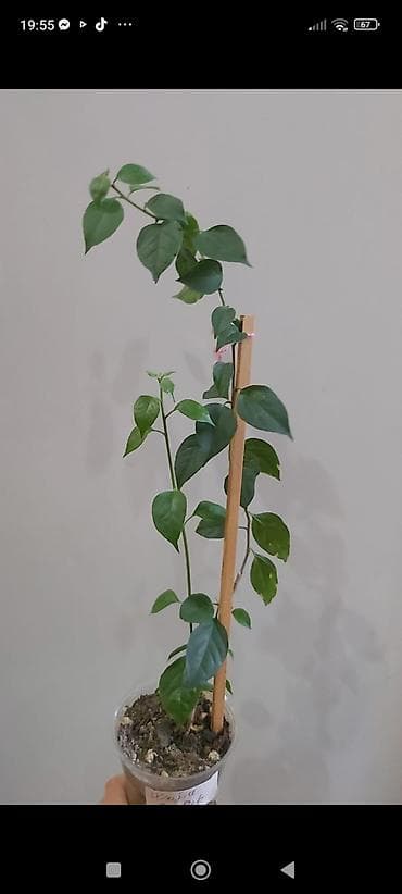 Bougainvillea (bənövşəyi-çəhrayı braktlı sort) – sarmaşıq tipli lalafo.az -da Bougainvillea (bənövşəyi-çəhrayı braktlı sort) – sarmaşıq tipli