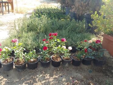 helba bitkisi faydaları: Həmişə yaşıl — 30