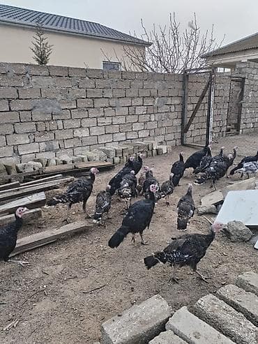 tovuz quşu: Məhsul: Hind toyuqları (xəzdək) Təsvir: - Qara və qəhvəyi tonlarda — 3