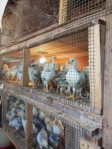 23 günlükdür. Dənəsi 2.50 Sereblistdir. Həm ətlik,həm yumurtalıqdır — 6