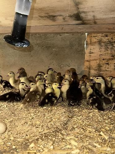 dovsan yemi: Lal ördək balalrı cinsdilər Krasnadar,zümrüdü,lavanda və yerli 3 - — 3