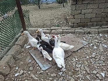 ev kirpisi: Dişi, | Lal ördək, Damazlıq, Ödənişli çatdırılma — 5
