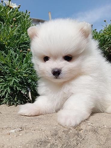 Птицы: Шпиц, 2 месяца, Самец, С прививками — 1