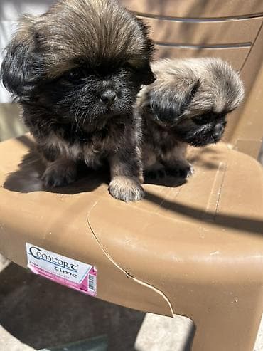 pekines itlər: Pekines, 2 ay — 2